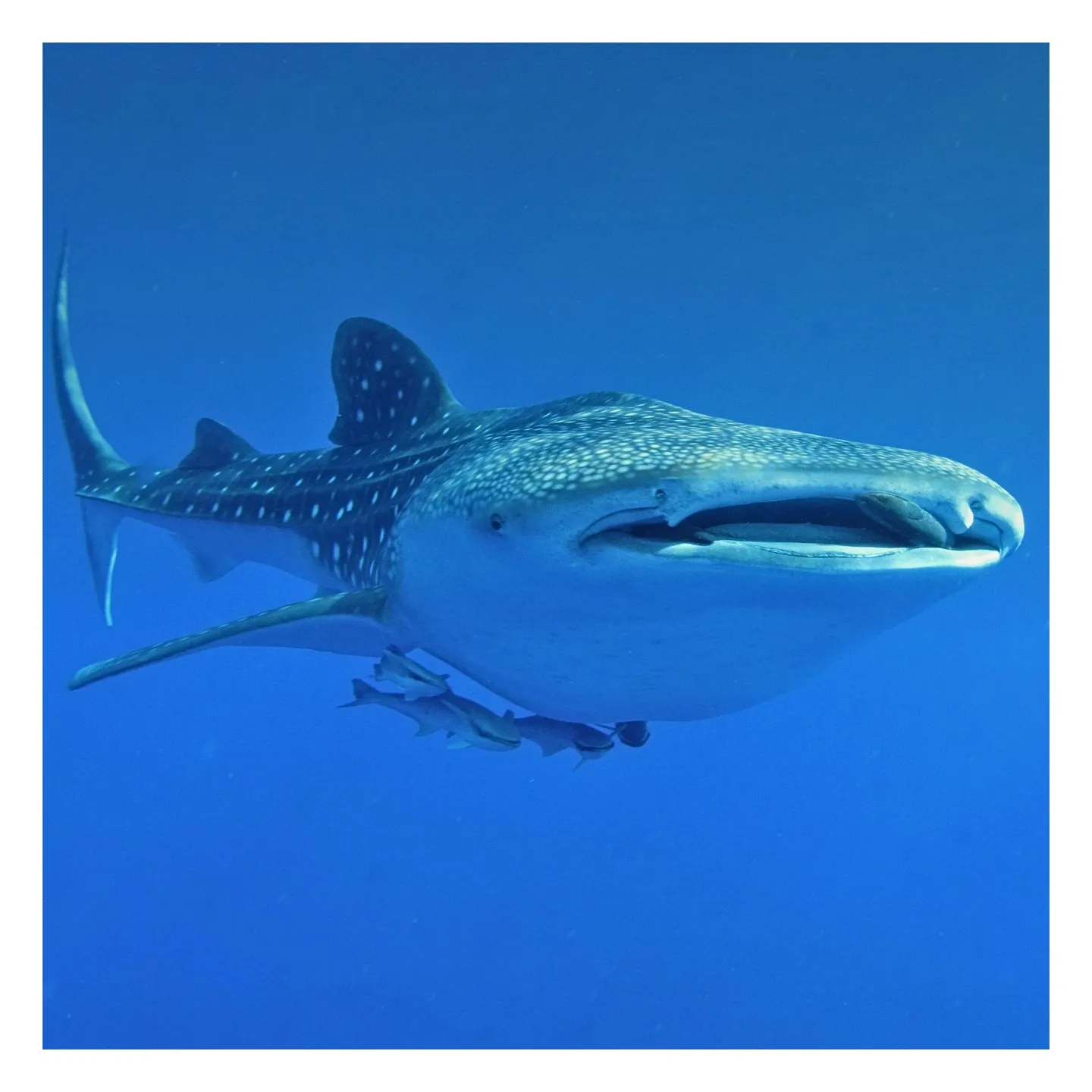 No-experience Diving In Koh Tao With FIFTY56SIX | Giant Stride